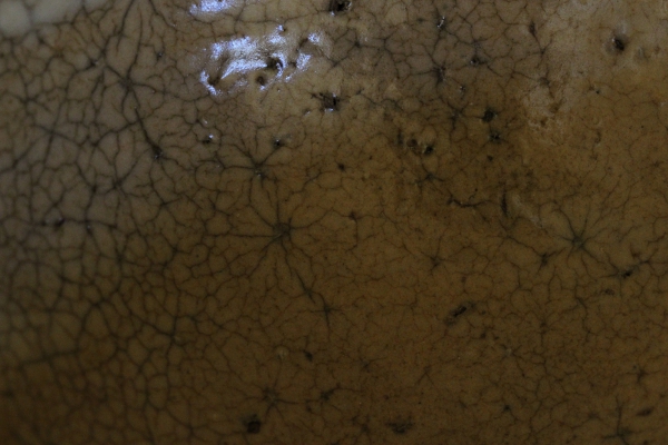 大前悟/鬼ヶ島古井戸茶碗